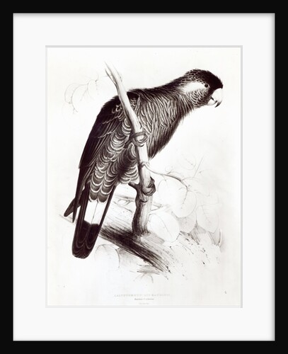 Calyptorhynchus Baudinii, or Baudin's Cockatoo, 1832 by Edward Lear