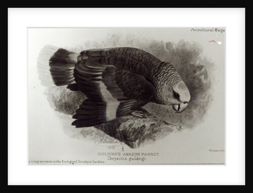 Guilding's Amazon Parrot by English School
