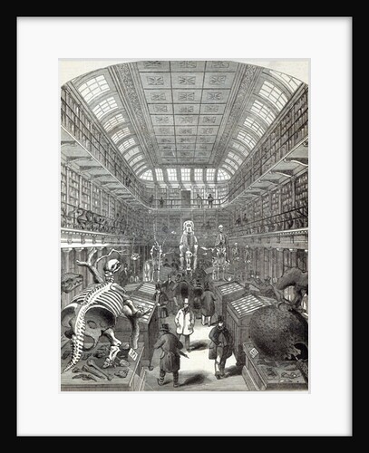 The Hunterian Museum, at the Royal College of Surgeons by English School