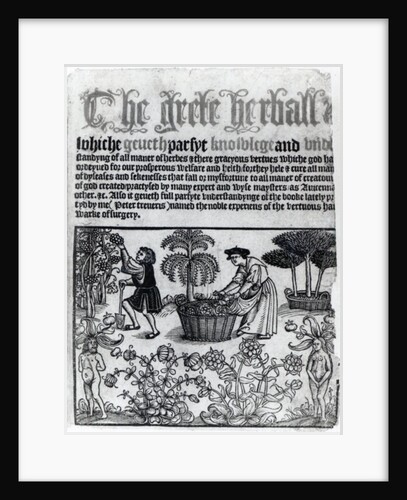 Medieval Herb Garden by English School