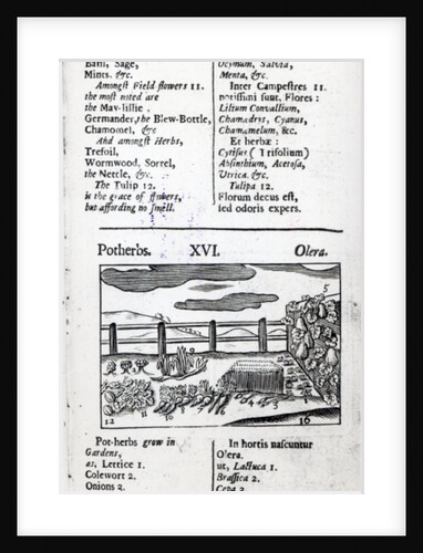 Plant Husbandry from 'Orbis sensualism pictus' by Johann Amos Comenius, published c.1689 by English School