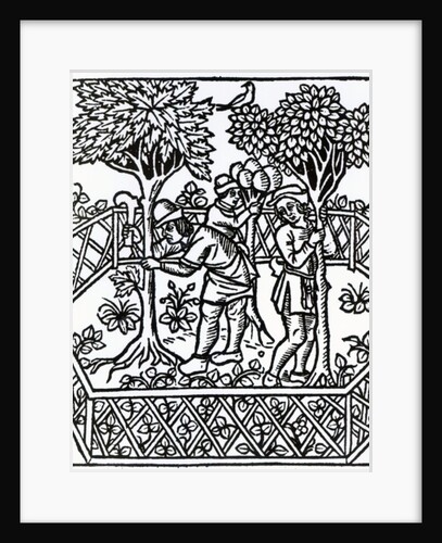Tending Vines from 'Livre des prouffits champetres' by Petrus de Crescentiis, edition published in 1529 by French School