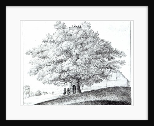Hollow Tree at Hampstead, 1663 by Wenceslaus Hollar