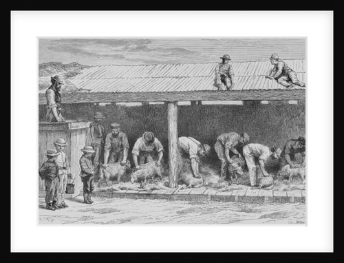 Sheep Shearing, c.1880 by English School