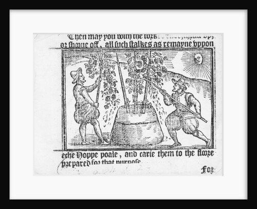 Hop Cultivation by English School