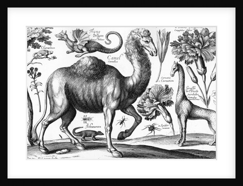Animalium, Ferarum et Bestiarum by Wenceslaus Hollar