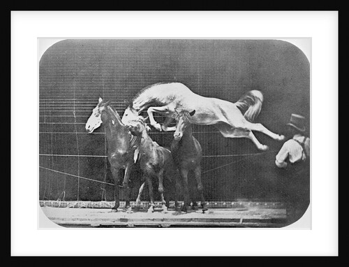 Jumping over three horses...chestnut horse Hornet by Eadweard Muybridge