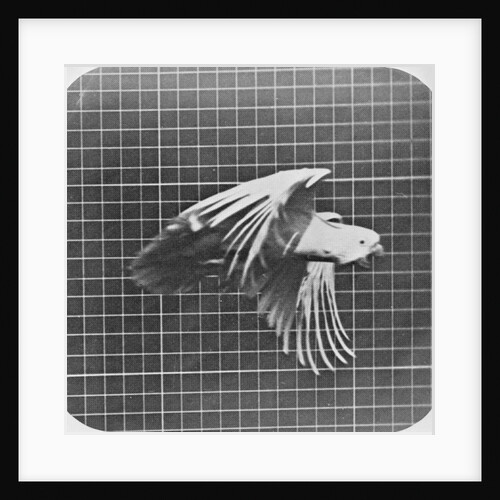 Cockatoo in flight by Eadweard Muybridge