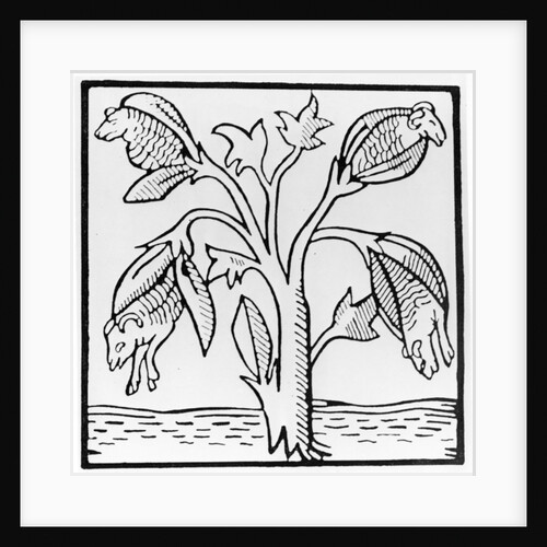 Cotton plant, as imagined by John Mandeville by English School