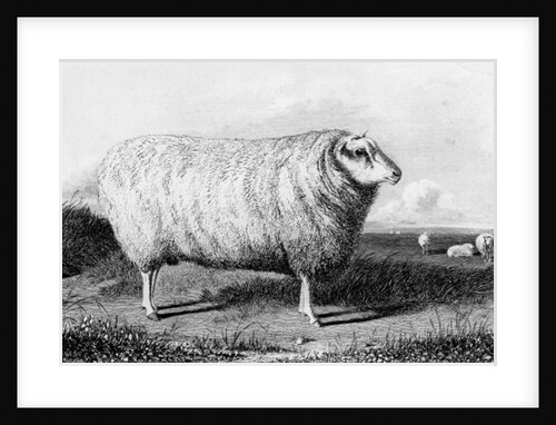 A Leicester Tup by John (after) Sheriff