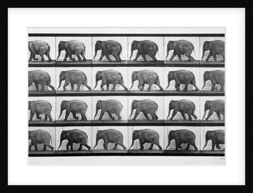Elephant walking, plate 733 from 'Animal Locomotion', 1887 by Eadweard Muybridge