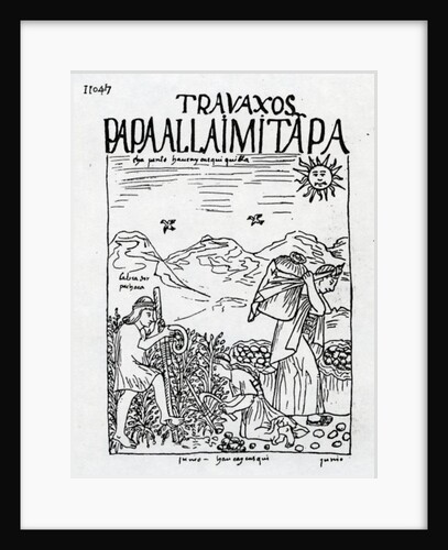 The Month of June, Harvesting the Potatoes by Felipe Huaman Poma de Ayala