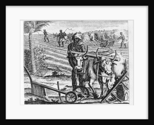The Manner of Ploughing at the Cape, an illustration in 'The Present State of the Cape of Good-Hope: vol II', published 1731 by German School
