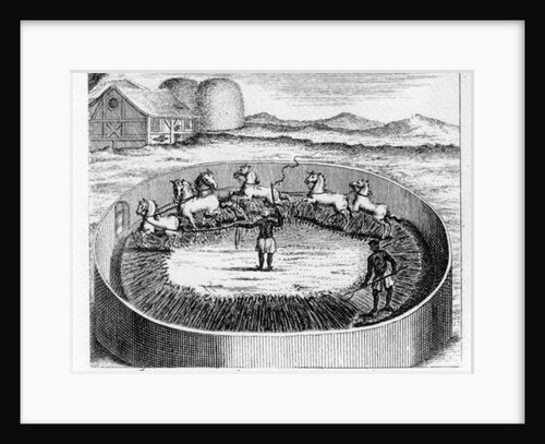 The Manner of Thrashing of Corn at the Cape by German School