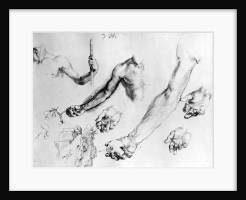 Studies for the arm of Adam, 1504 by Albrecht Dürer or Duerer