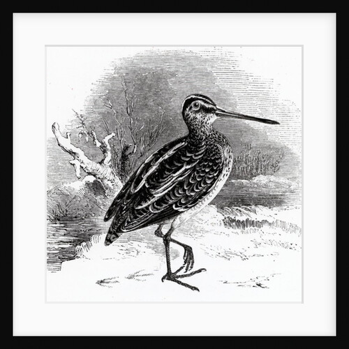 The Common Snipe by William Yarrell