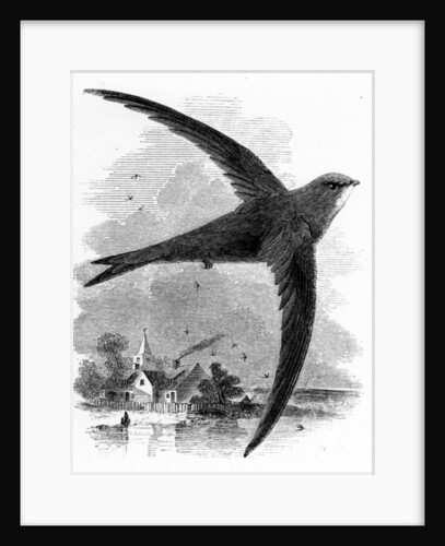The Common Swift by William Yarrell