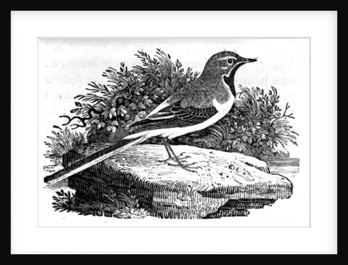 The Grey Wagtail by Thomas Bewick
