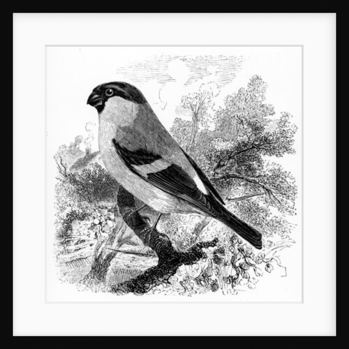 The Bullfinch by William Yarrell