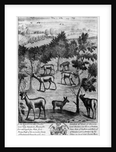 The deer fraying their heads by English School
