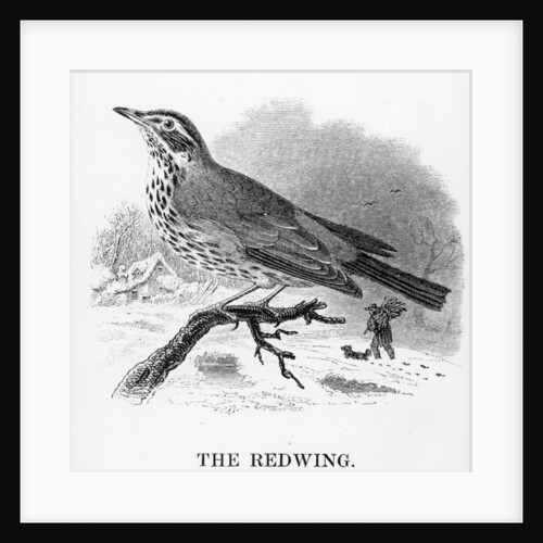 The Redwing by William Yarrell