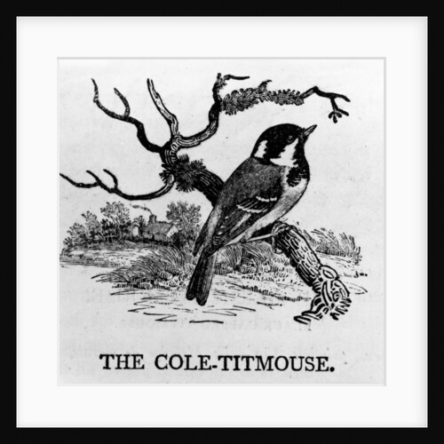 The Cole-Titmouse by Thomas Bewick