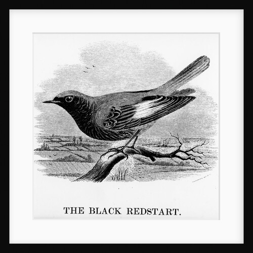The Black Redstart by William Yarrell
