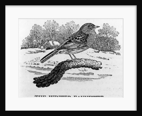 The Winter Fauvette by Thomas Bewick