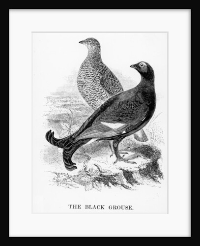The Black Grouse by William Yarrell