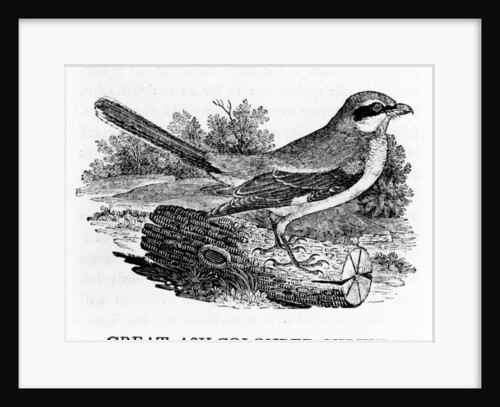 Great Ash-Coloured Shrike by Thomas Bewick