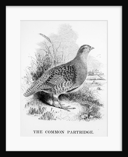 The Common Partridge by William Yarrell