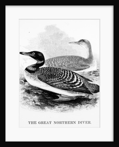 The Great Northern Diver by William Yarrell