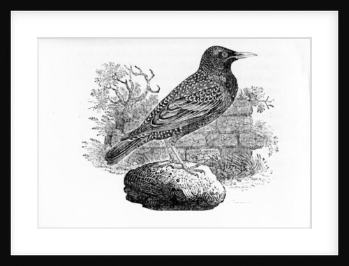 The Starling by Thomas Bewick