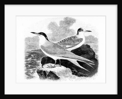 The Common Tern by William Yarrell