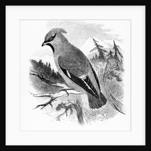 The Bohemian Waxwing by William Yarrell