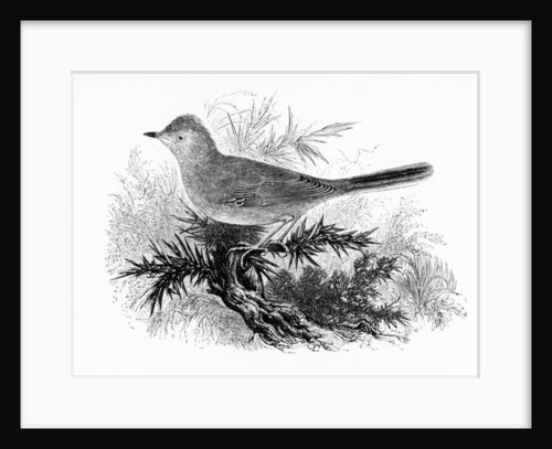 The Dartford Warbler by William Yarrell