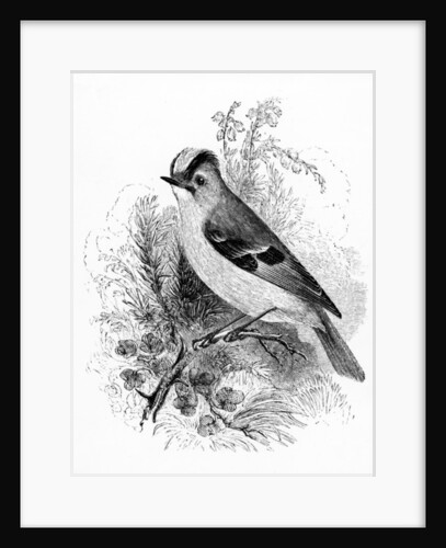 Golden Crested Regulus by William Yarrell
