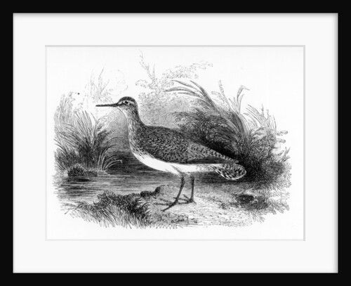 The Common Sandpiper by William Yarrell