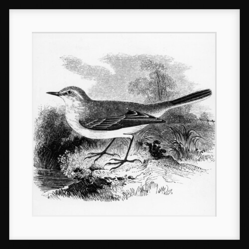 Ray's Wagtail by William Yarrell