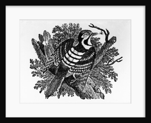 The Barred Woodpecker by Thomas Bewick
