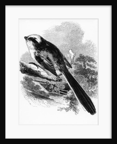 The Long-Tailed Tit by William Yarrell