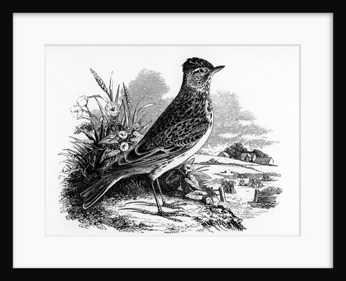 The Sky Lark by William Yarrell