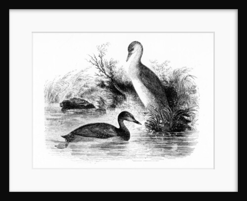 The Little Grebe, or Dabchick by William Yarrell