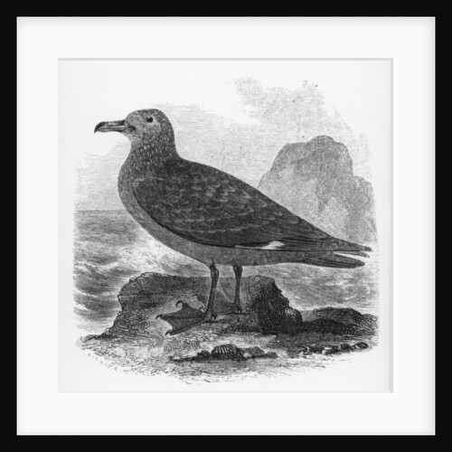 The Common Skua by William Yarrell