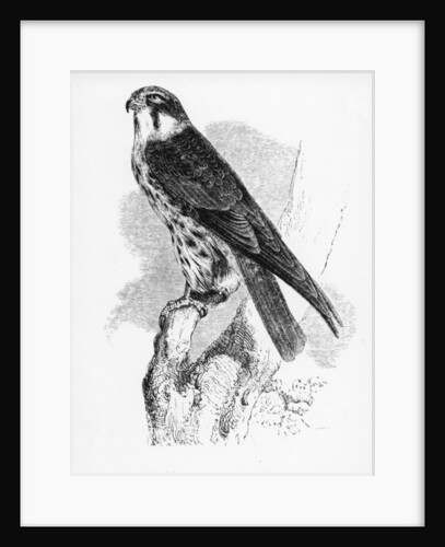 The Hobby by William Yarrell