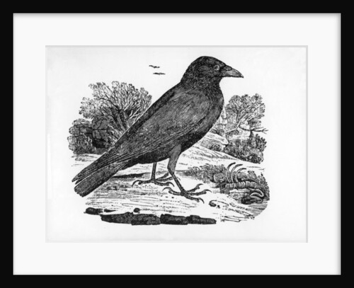 The Carrion Crow by Thomas Bewick