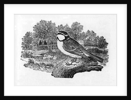 The Blue Titmouse by Thomas Bewick