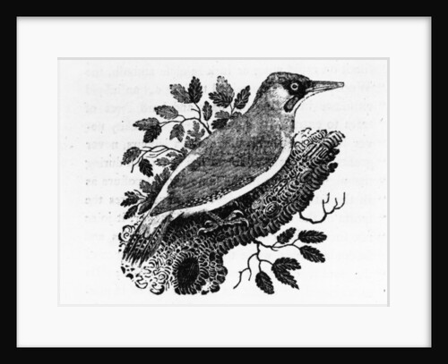 The Green Woodpecker by Thomas Bewick