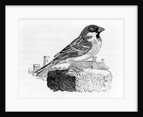 The House Sparrow by Thomas Bewick