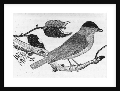 The Black-Cap by Thomas Bewick